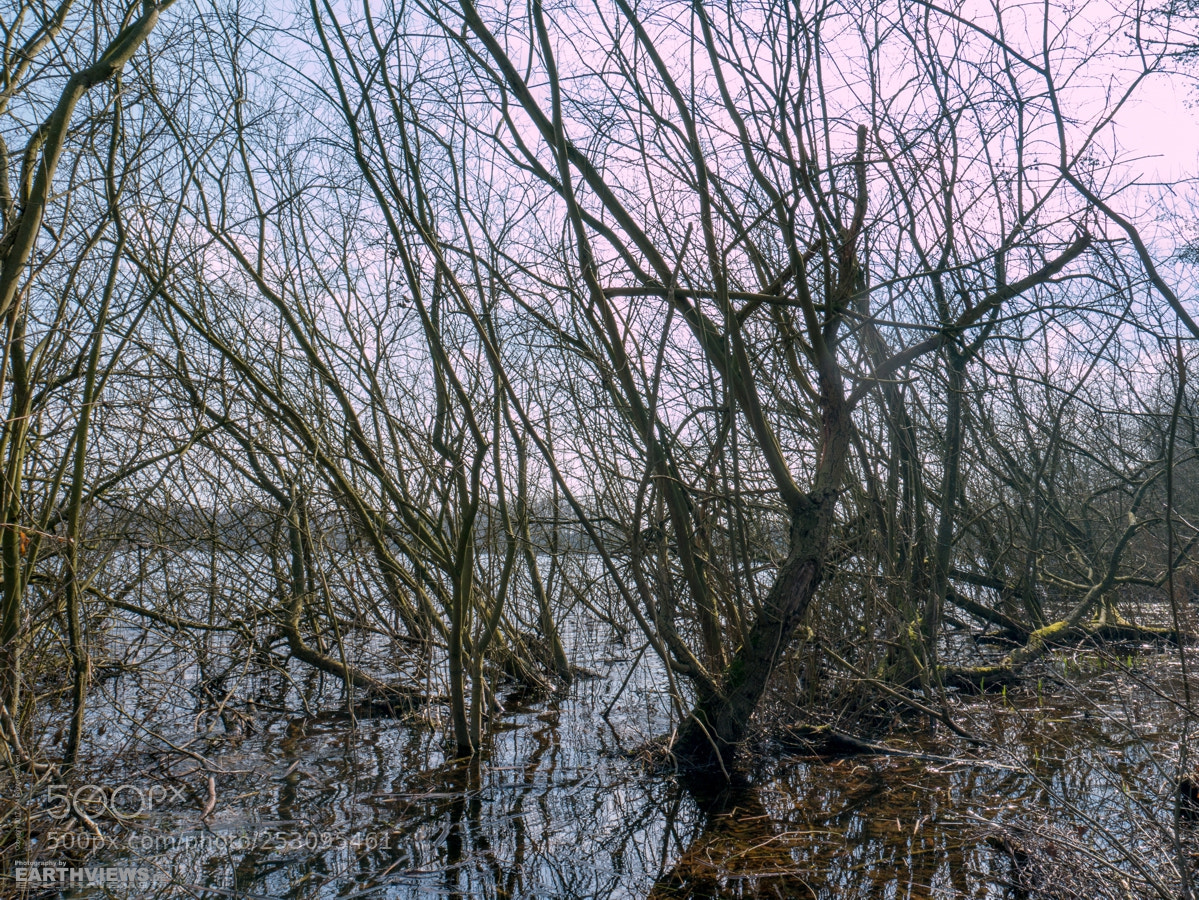 Panasonic DMC-G70 sample photo. Witches grove (34) photography