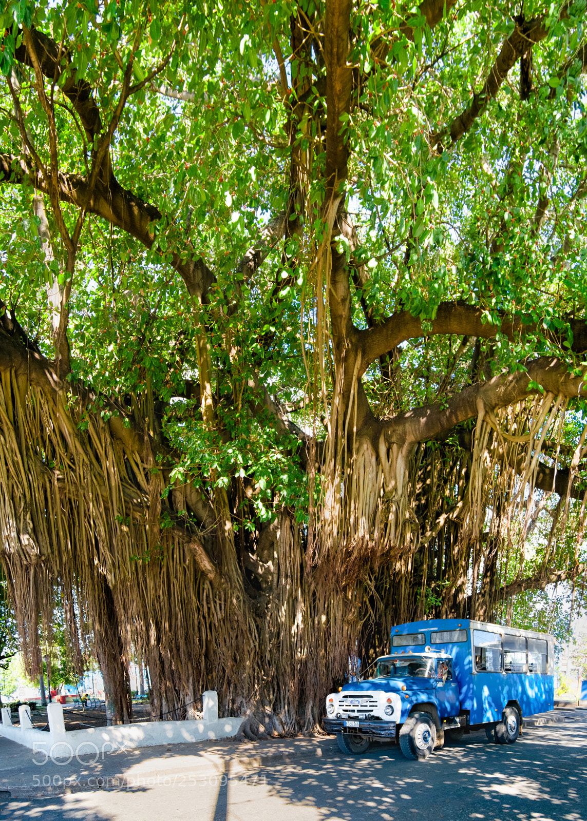 Nikon D3300 sample photo. Huge tree in the photography