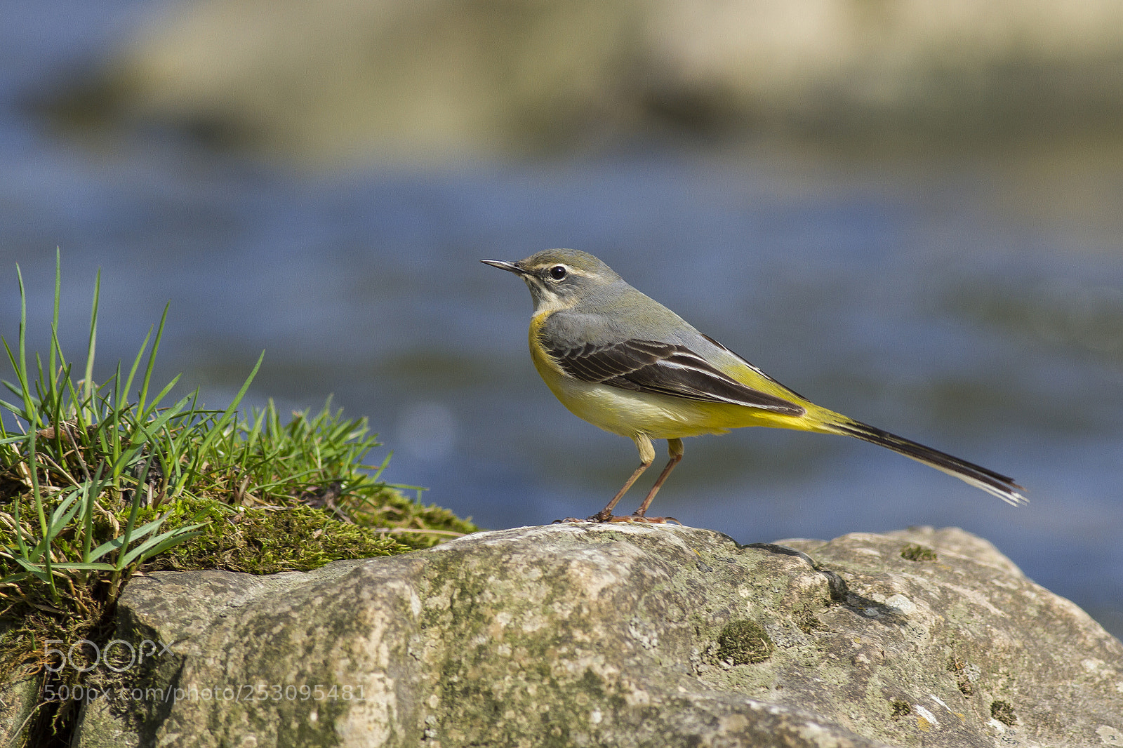 Canon EOS 7D sample photo. Motacilla cinerea - national photography