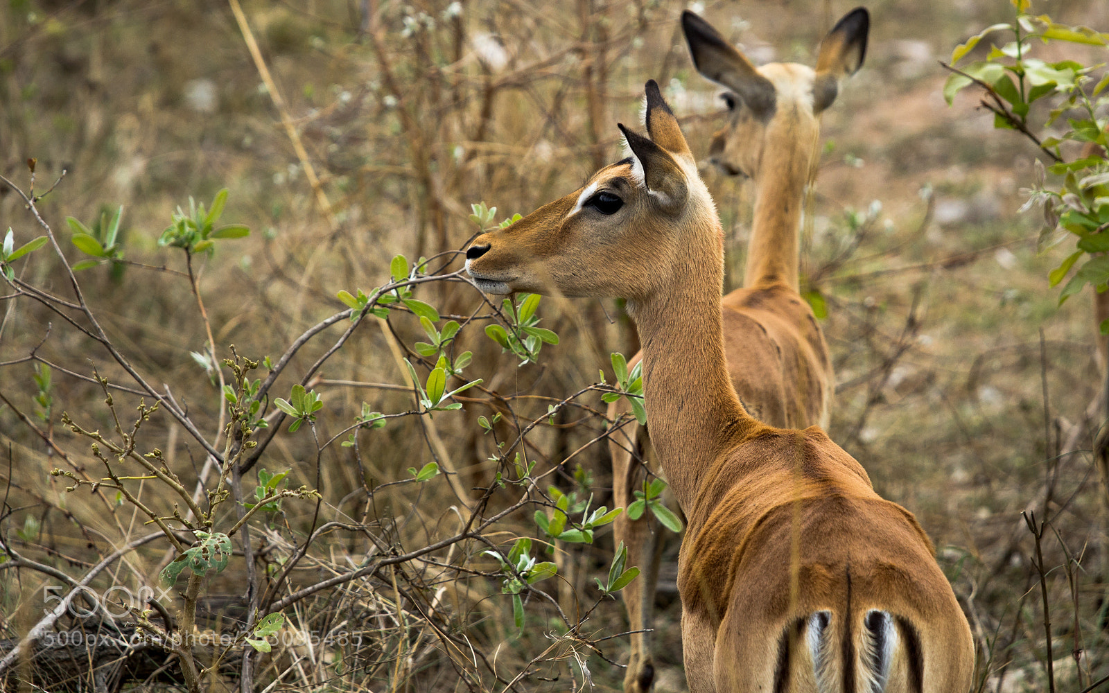 Canon EOS 1200D (EOS Rebel T5 / EOS Kiss X70 / EOS Hi) sample photo. Impala's watch photography