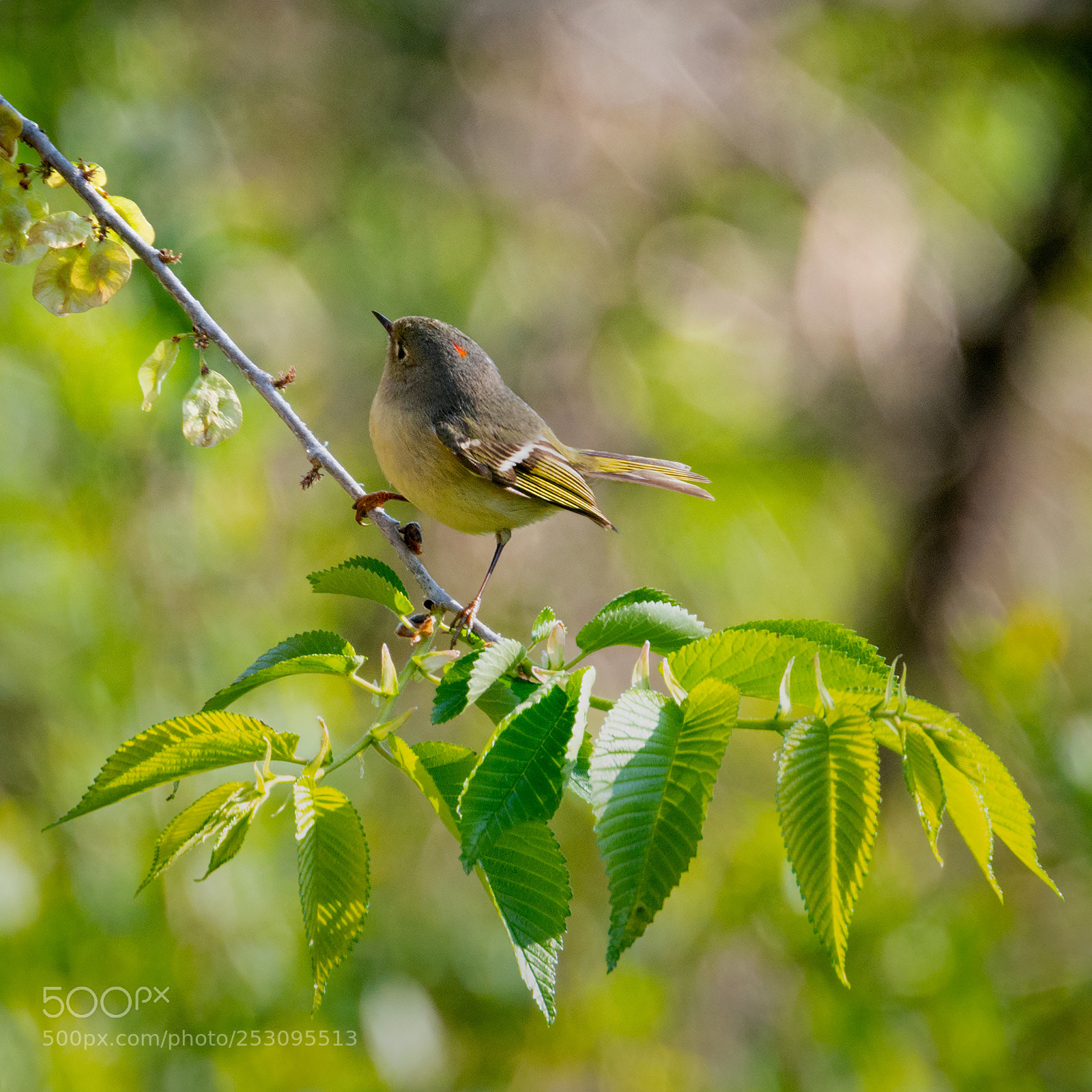 Nikon D7100 sample photo. Ruby-crowned kinglet photography