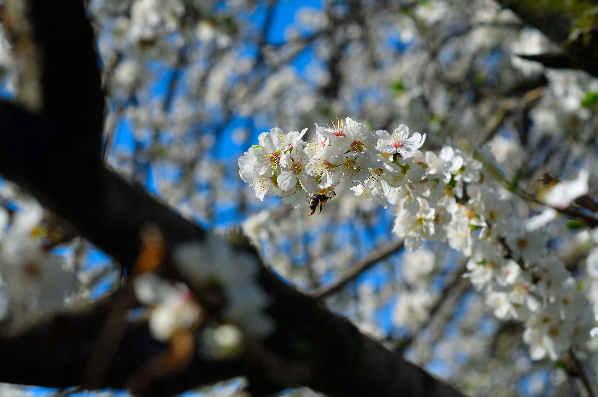 Nikon D300S + Nikon AF Nikkor 50mm F1.8D sample photo. Mer photography