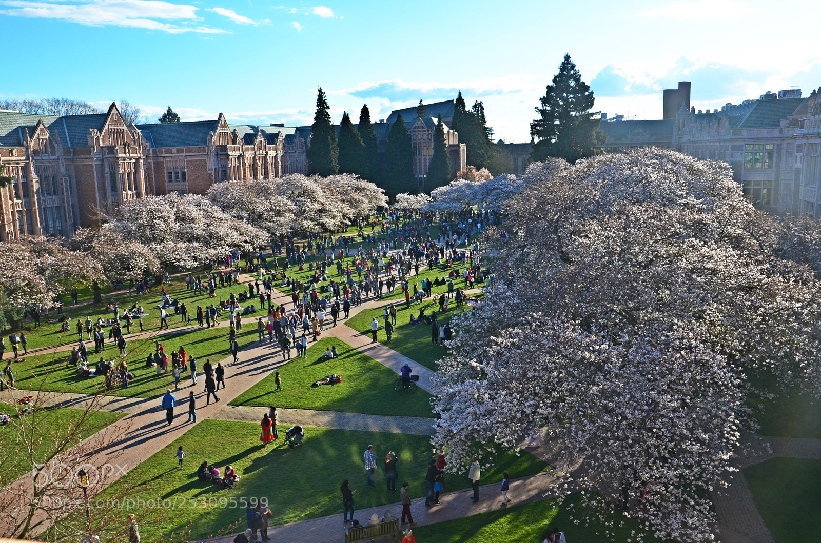 Nikon D7000 sample photo. Uw cherry blossoms photography