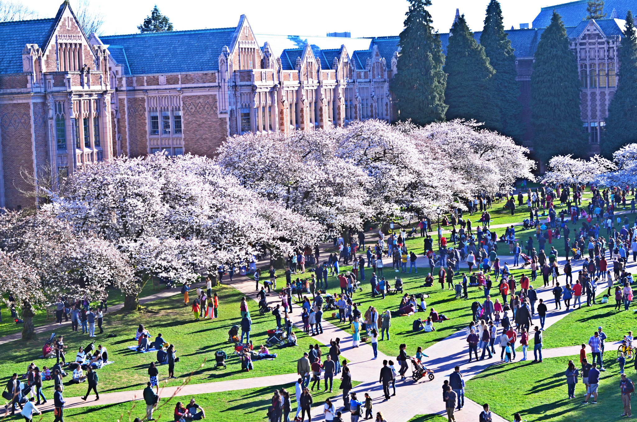 Sigma 50mm F1.4 EX DG HSM sample photo. Uw cherry blossoms photography