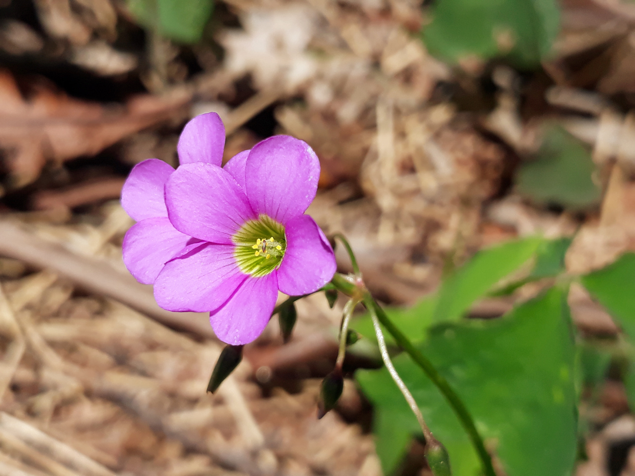 Samsung Galaxy J5 Pro sample photo. Flor rosa photography