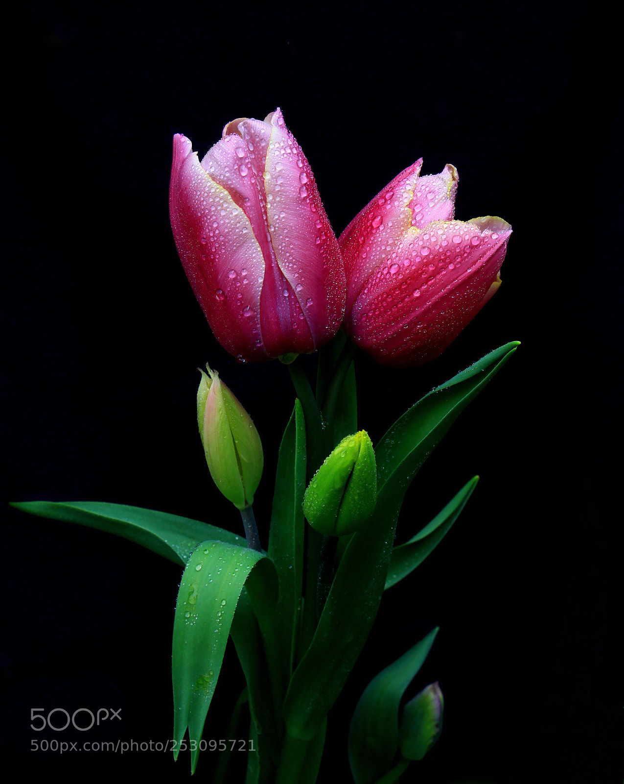 Canon EOS 60D sample photo. Untitled photography
