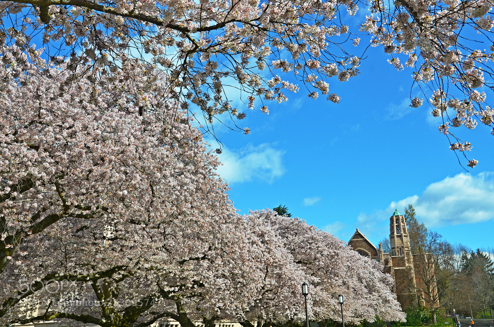 Nikon D7000 sample photo. Uw cherry blossoms photography