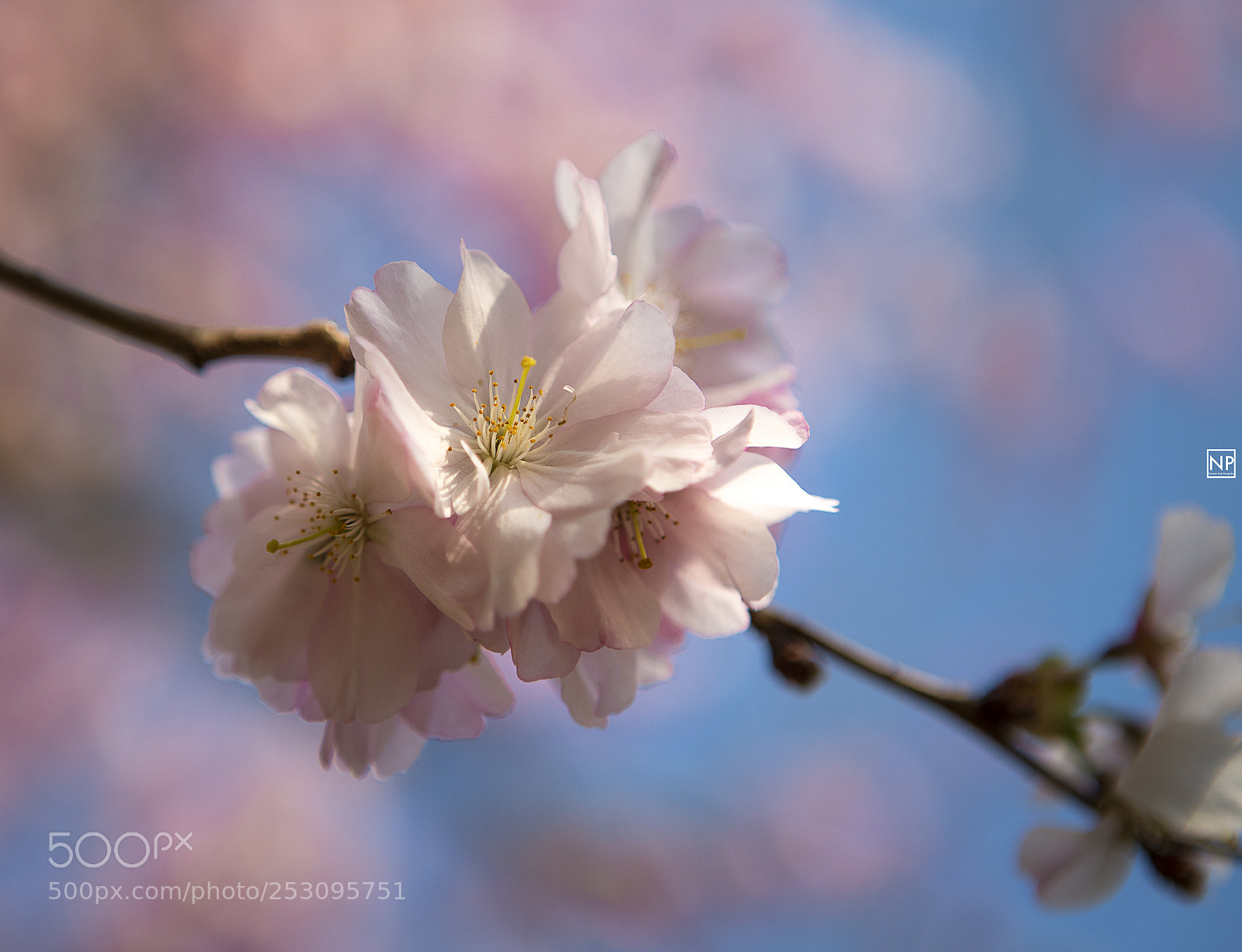 Canon EOS 6D Mark II sample photo. Spring is coming! photography
