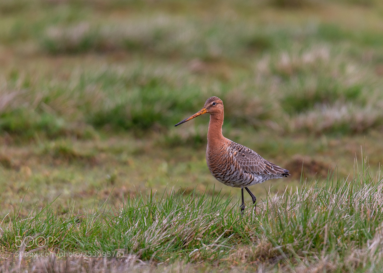 Canon EOS 7D Mark II sample photo. Black-tailed godwit "limosa limosa" photography