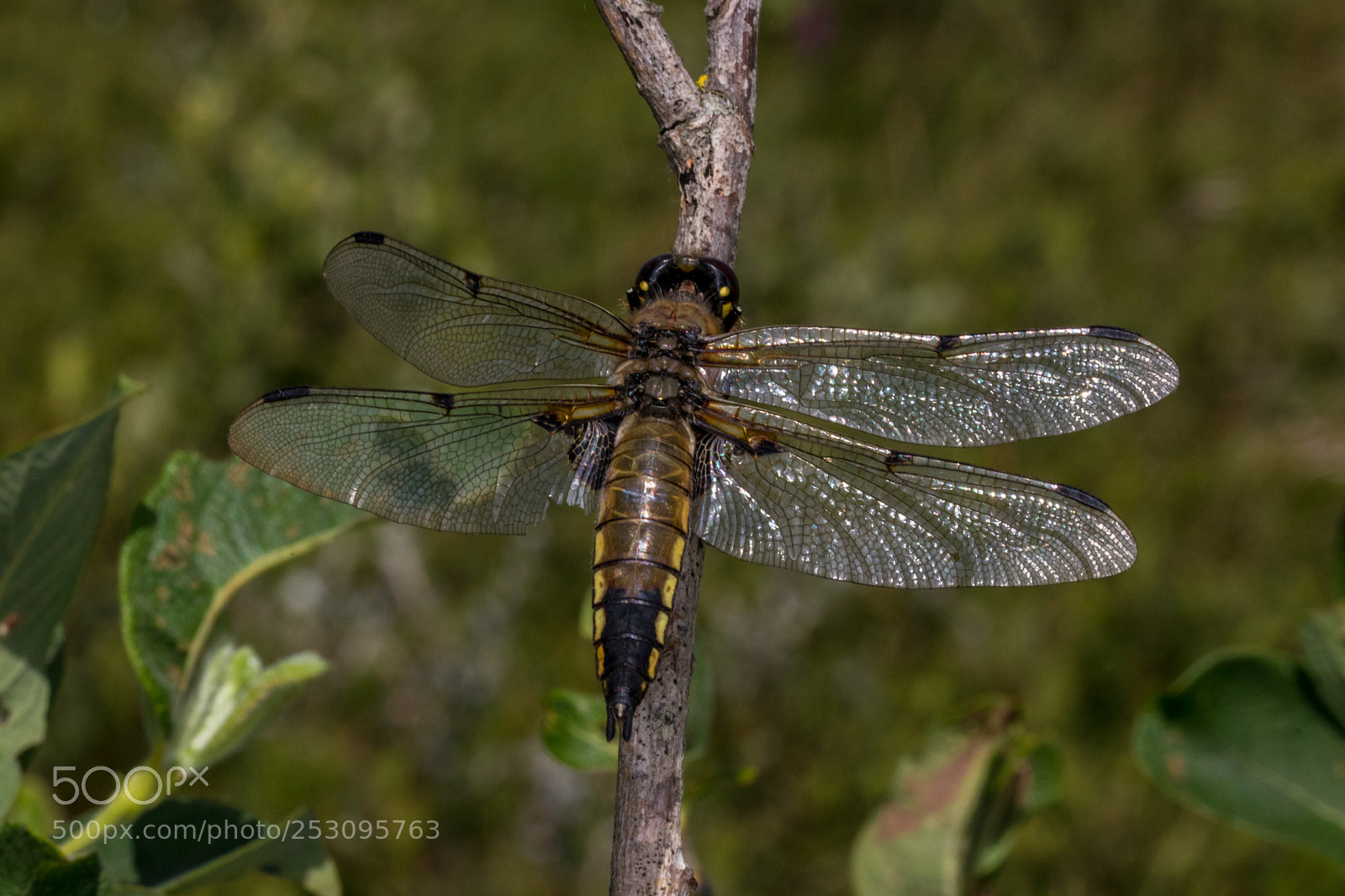 Canon EOS 80D sample photo. Four spottet chaser libellula photography