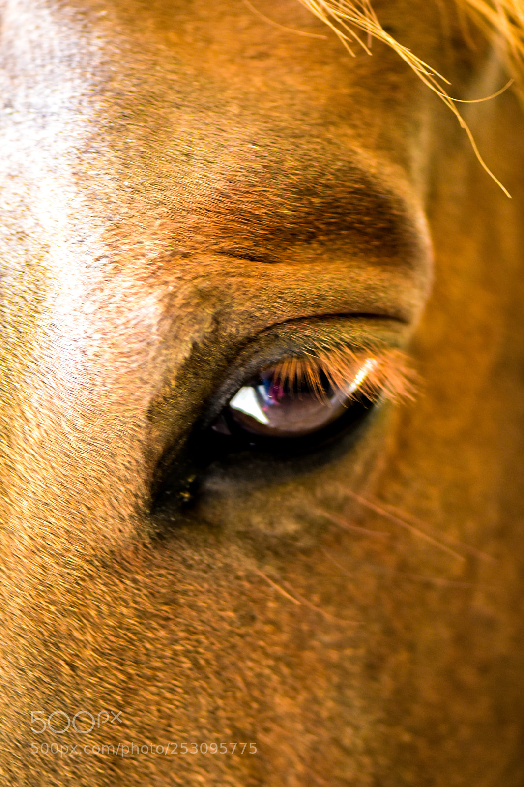 Nikon D7200 sample photo. Shy photography