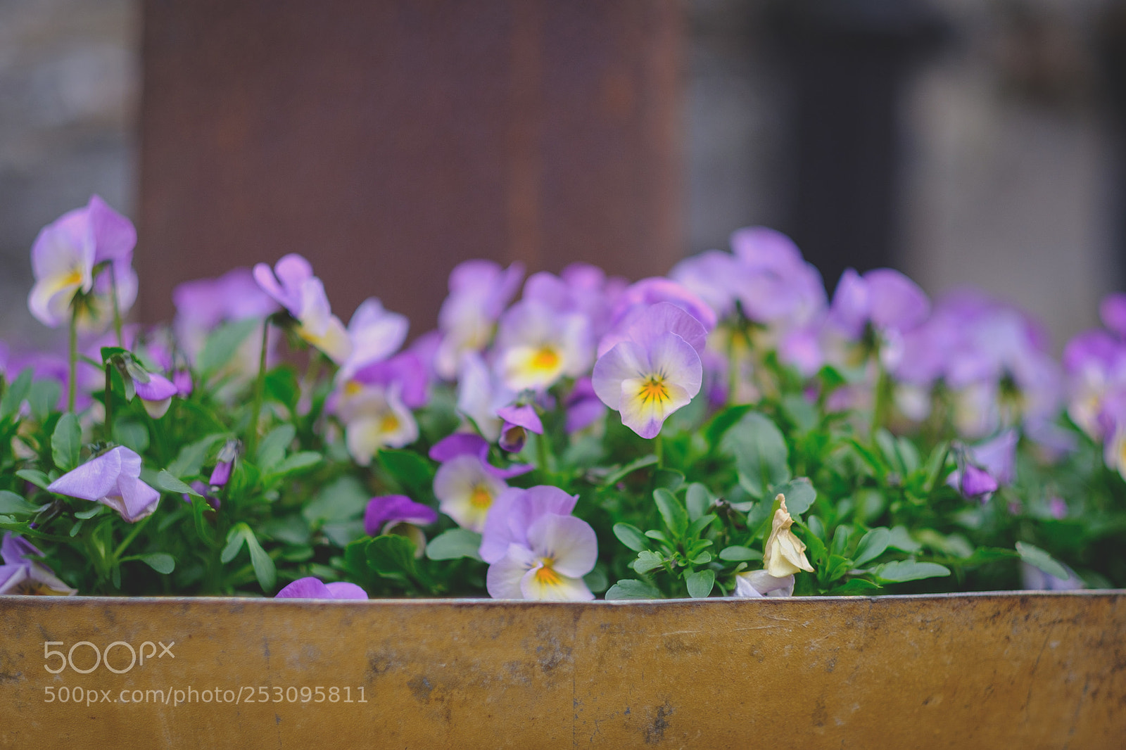 Fujifilm X-T20 sample photo. Kasten-bokeh photography