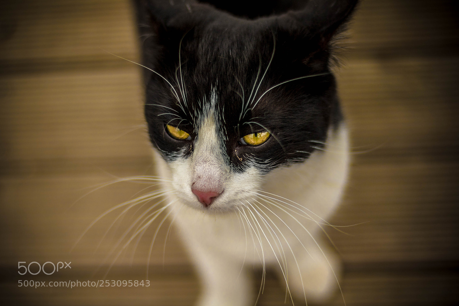 Canon EOS 750D (EOS Rebel T6i / EOS Kiss X8i) sample photo. Cat photography