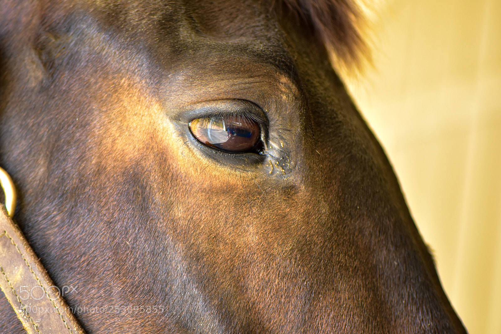 Nikon D7200 sample photo. My good side photography