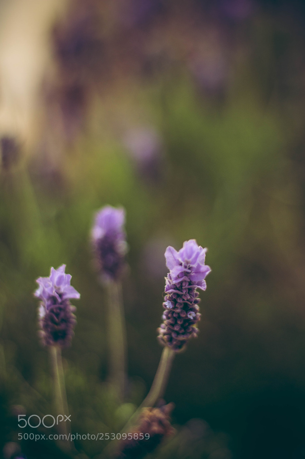 Canon EOS 750D (EOS Rebel T6i / EOS Kiss X8i) sample photo. Flowers photography