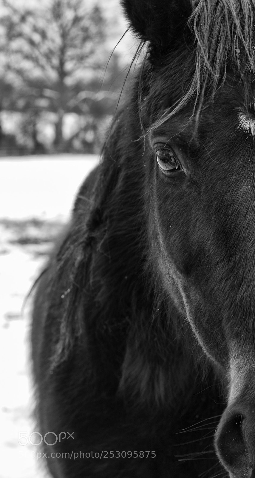 Canon EOS 5D sample photo. Windows to the soul photography