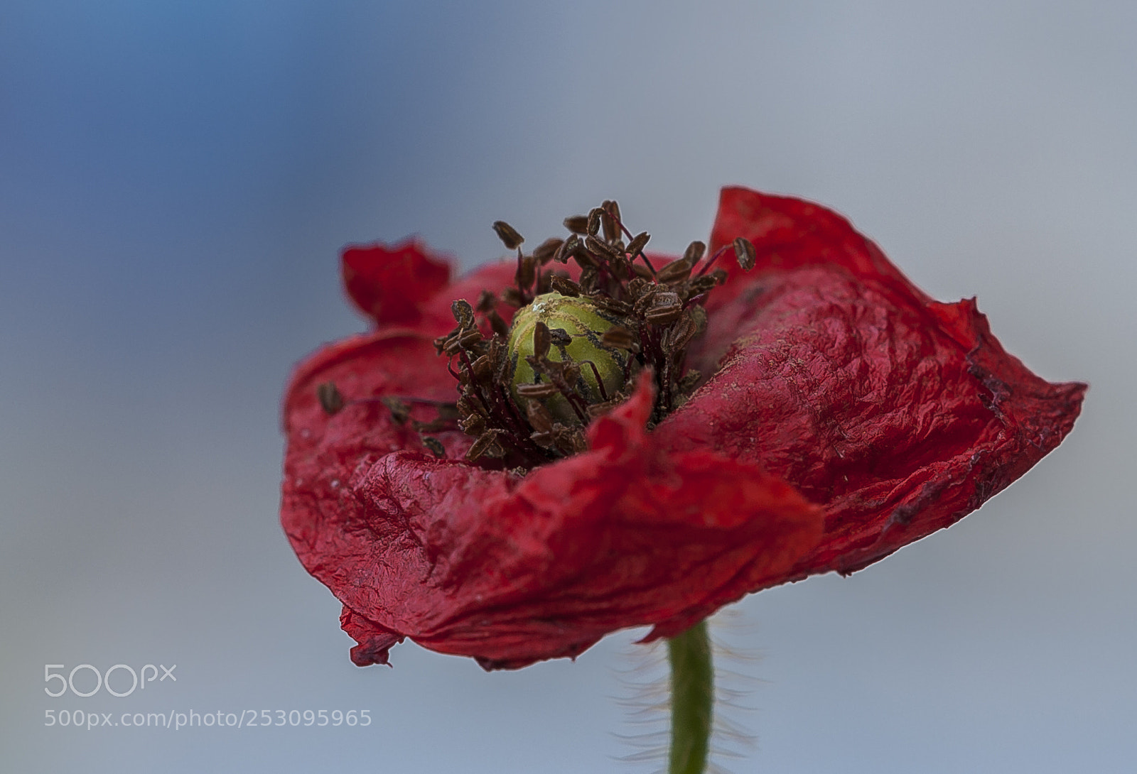 Nikon D3 sample photo. Amapola photography