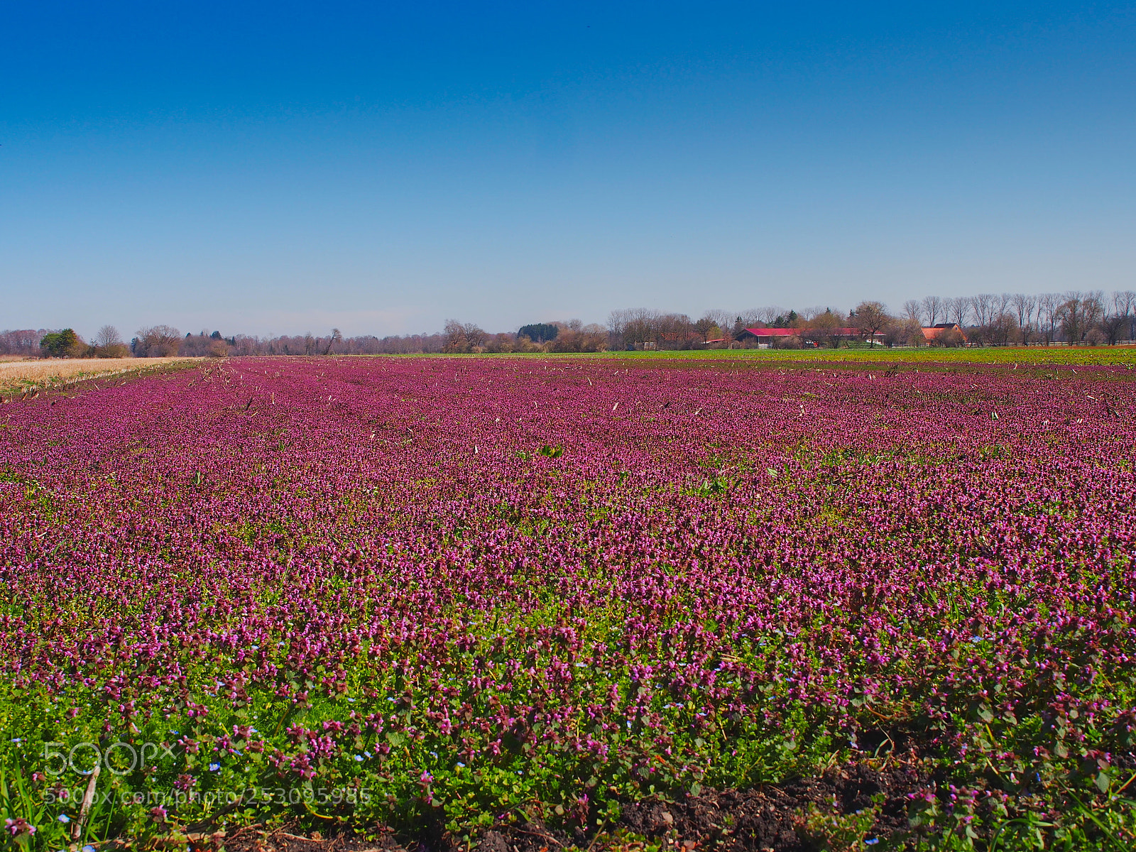Olympus PEN E-PL5 sample photo. Only for honeybees photography