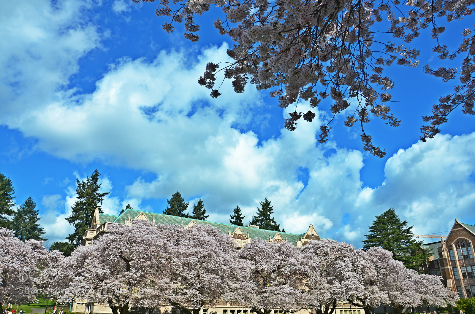 Nikon D7000 sample photo. Uw cherry blossoms photography