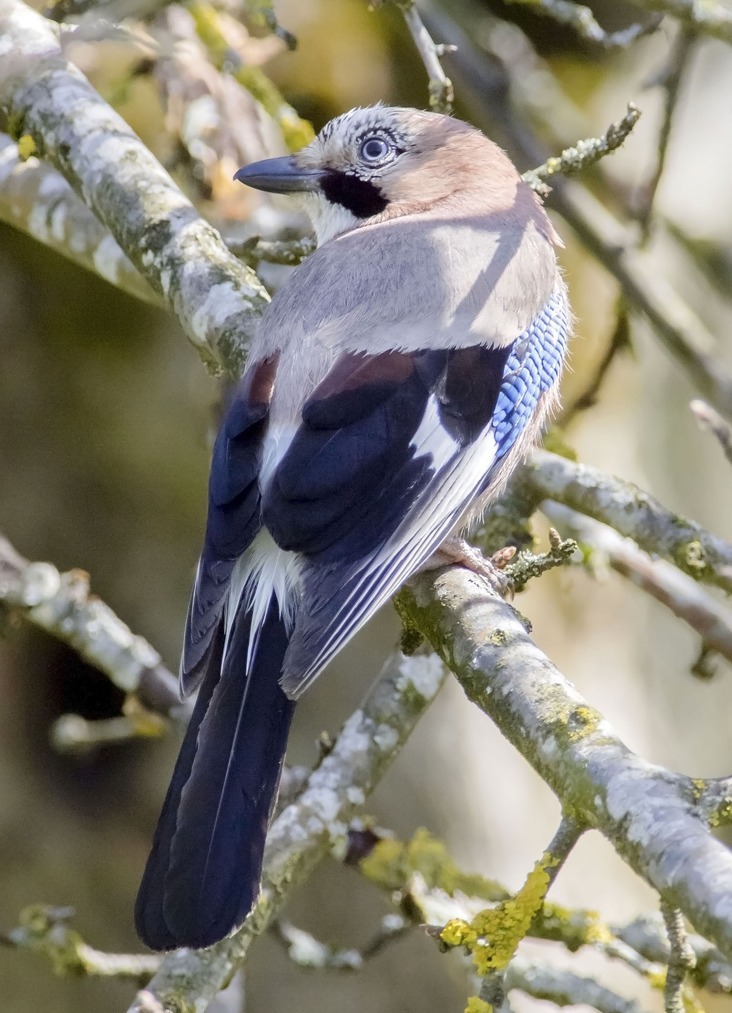 Olympus E-5 sample photo. Eurasian jay photography