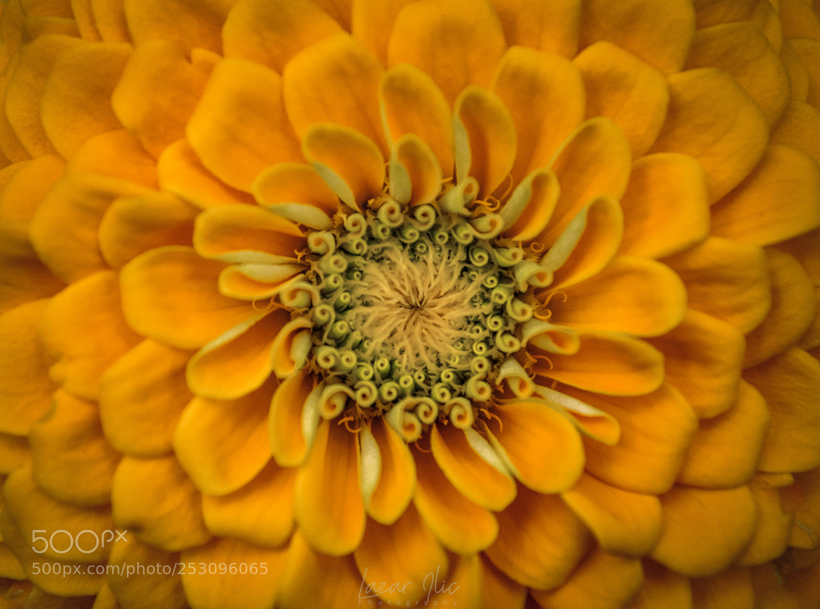 Nikon D5000 sample photo. Flower whirl photography
