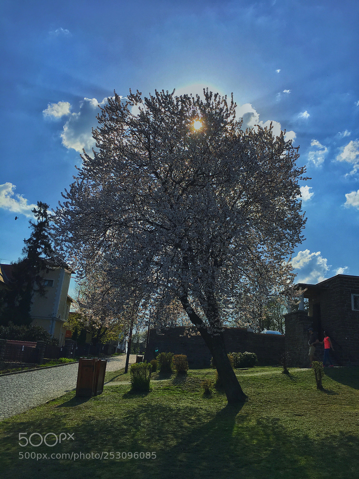 Apple iPhone 6s sample photo. A tree photography