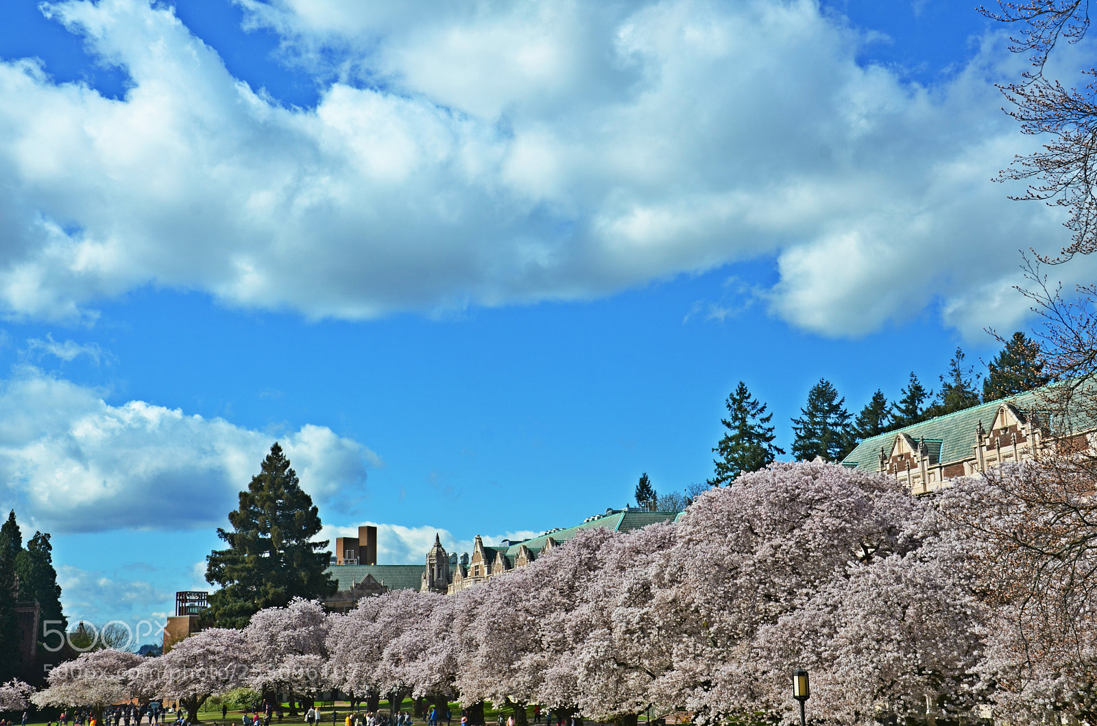 Nikon D7000 sample photo. Uw cherry blossoms photography