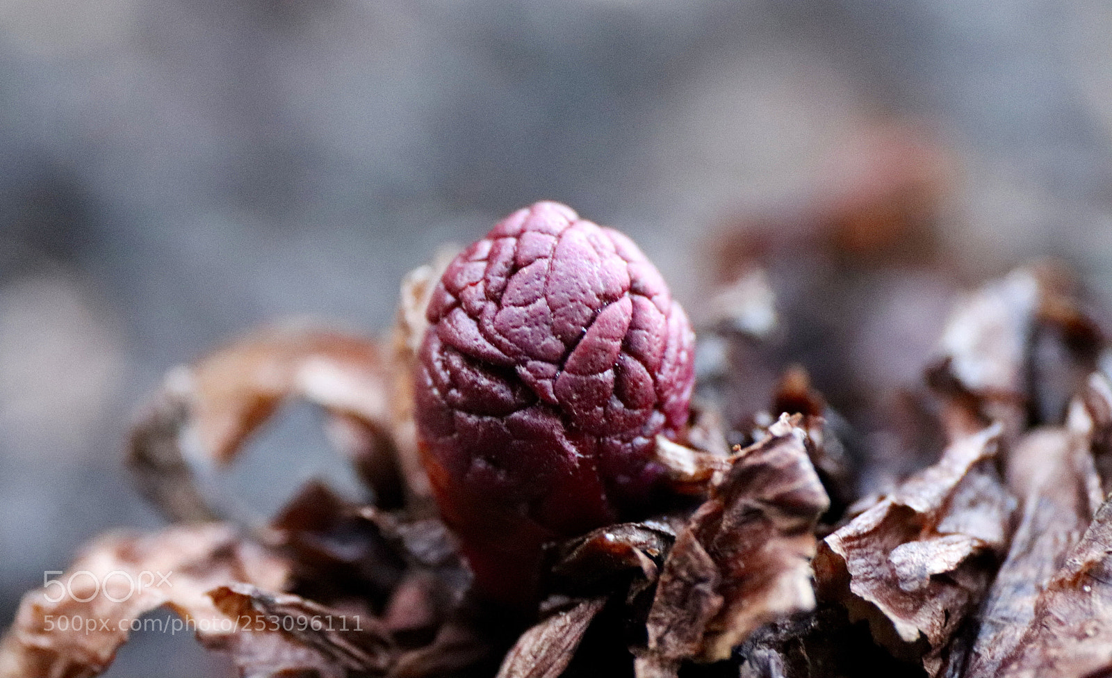 Canon EOS 77D (EOS 9000D / EOS 770D) sample photo. The first ruhbarb photography