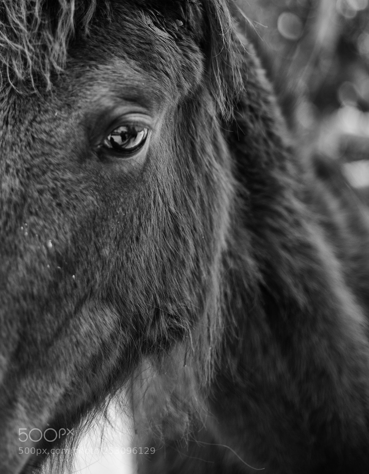 Canon EOS 5D sample photo. Windows to the soul 2 photography