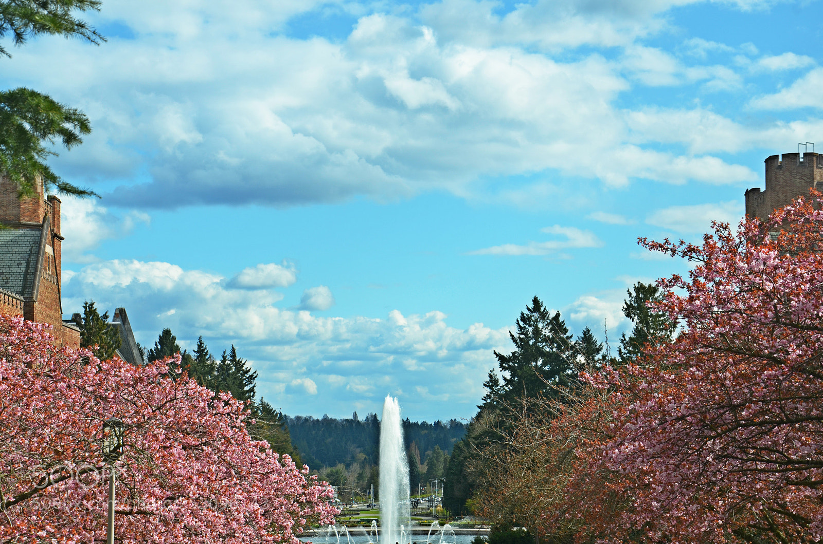 Nikon D7000 sample photo. Uw cherry blossoms rainier photography