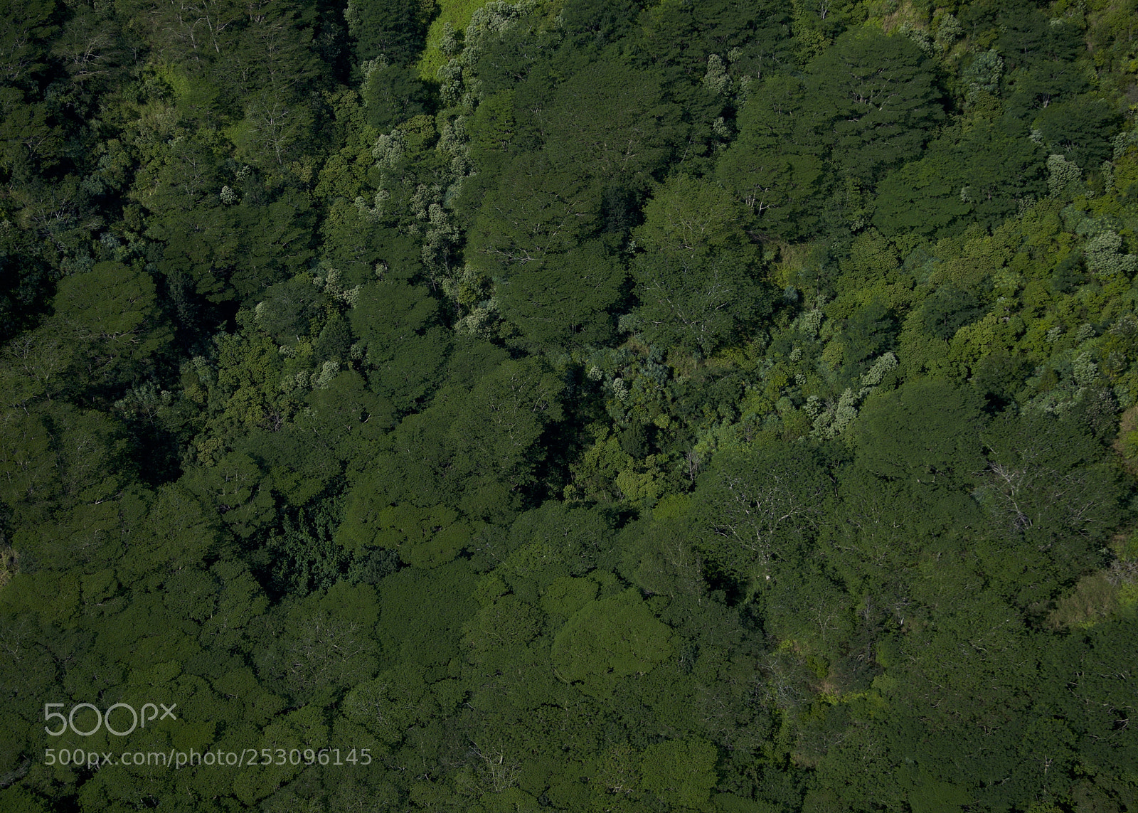 Nikon D300 sample photo. "the emerald forest" photography