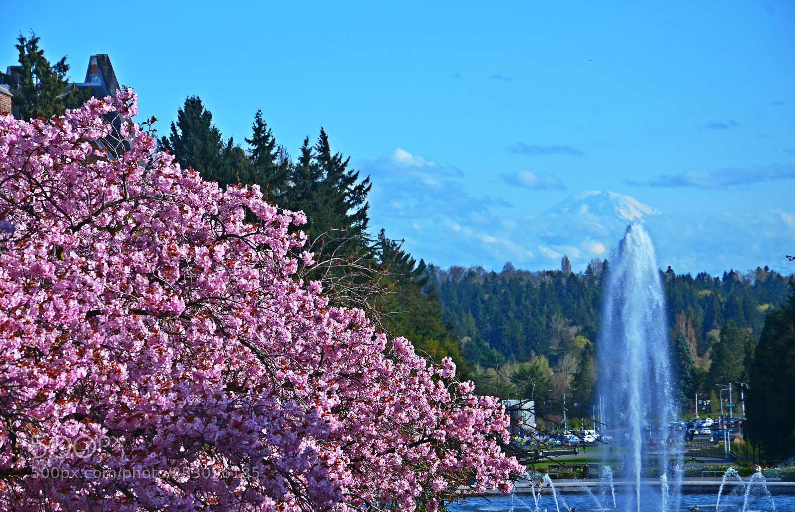 Nikon D7000 sample photo. Uw cherry blossoms rainier photography
