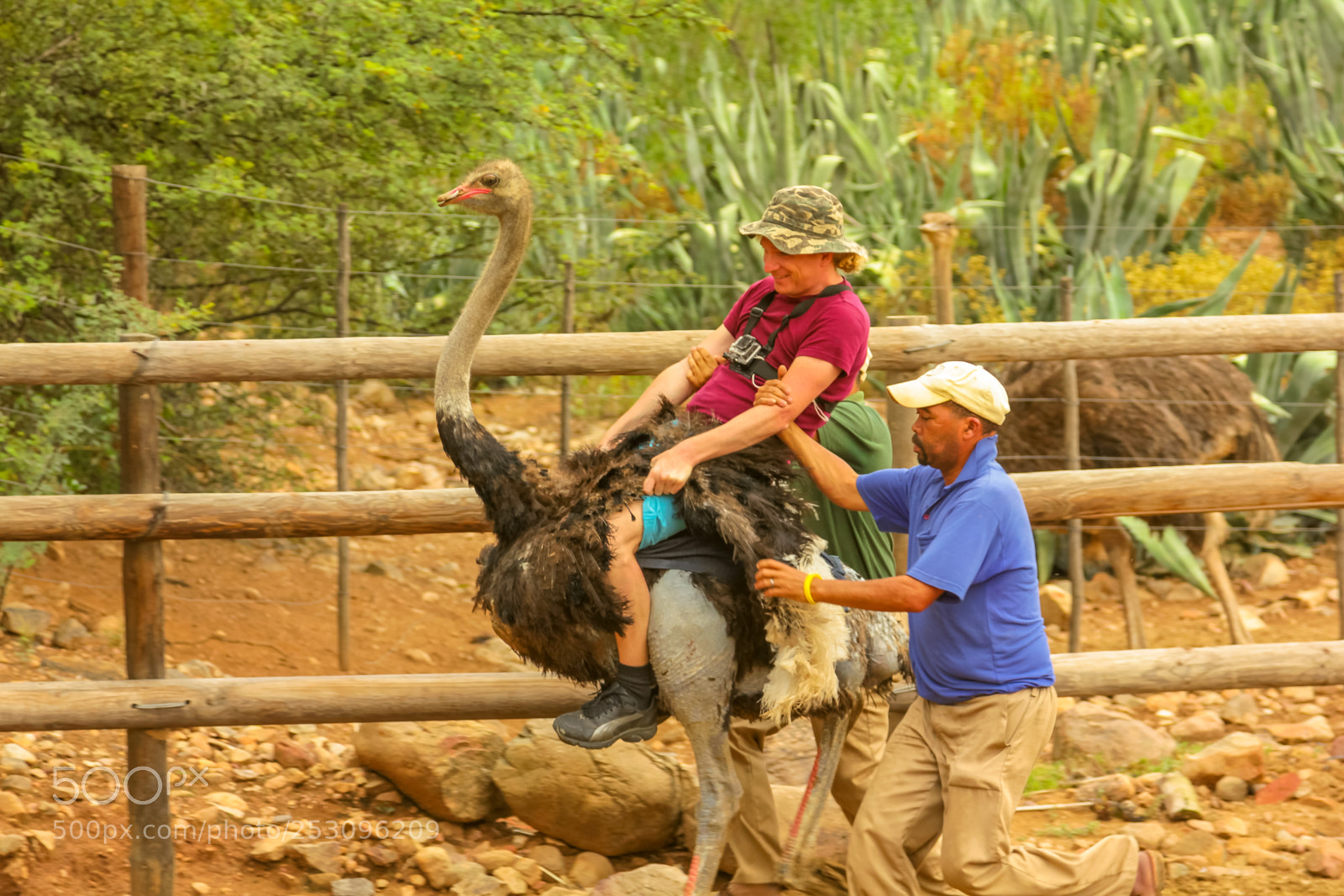 Canon EOS 550D (EOS Rebel T2i / EOS Kiss X4) sample photo. Riding of ostriches photography