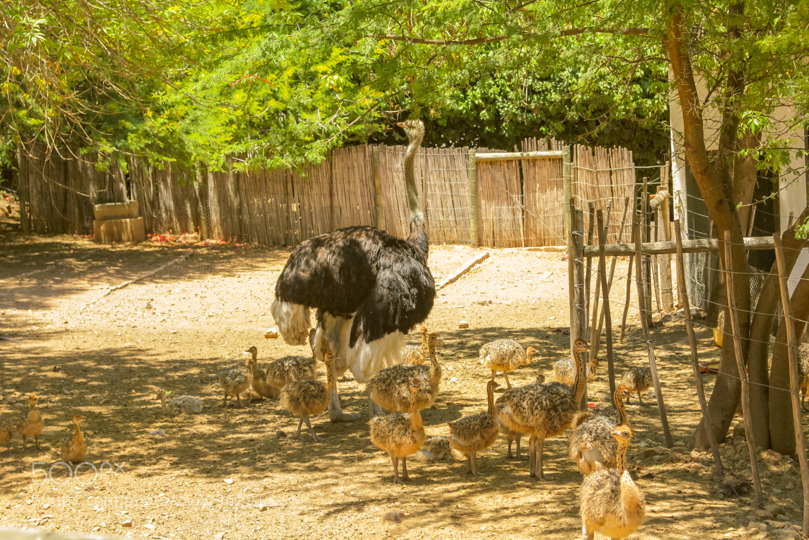 Canon EOS 550D (EOS Rebel T2i / EOS Kiss X4) sample photo. Ostrich with kids photography