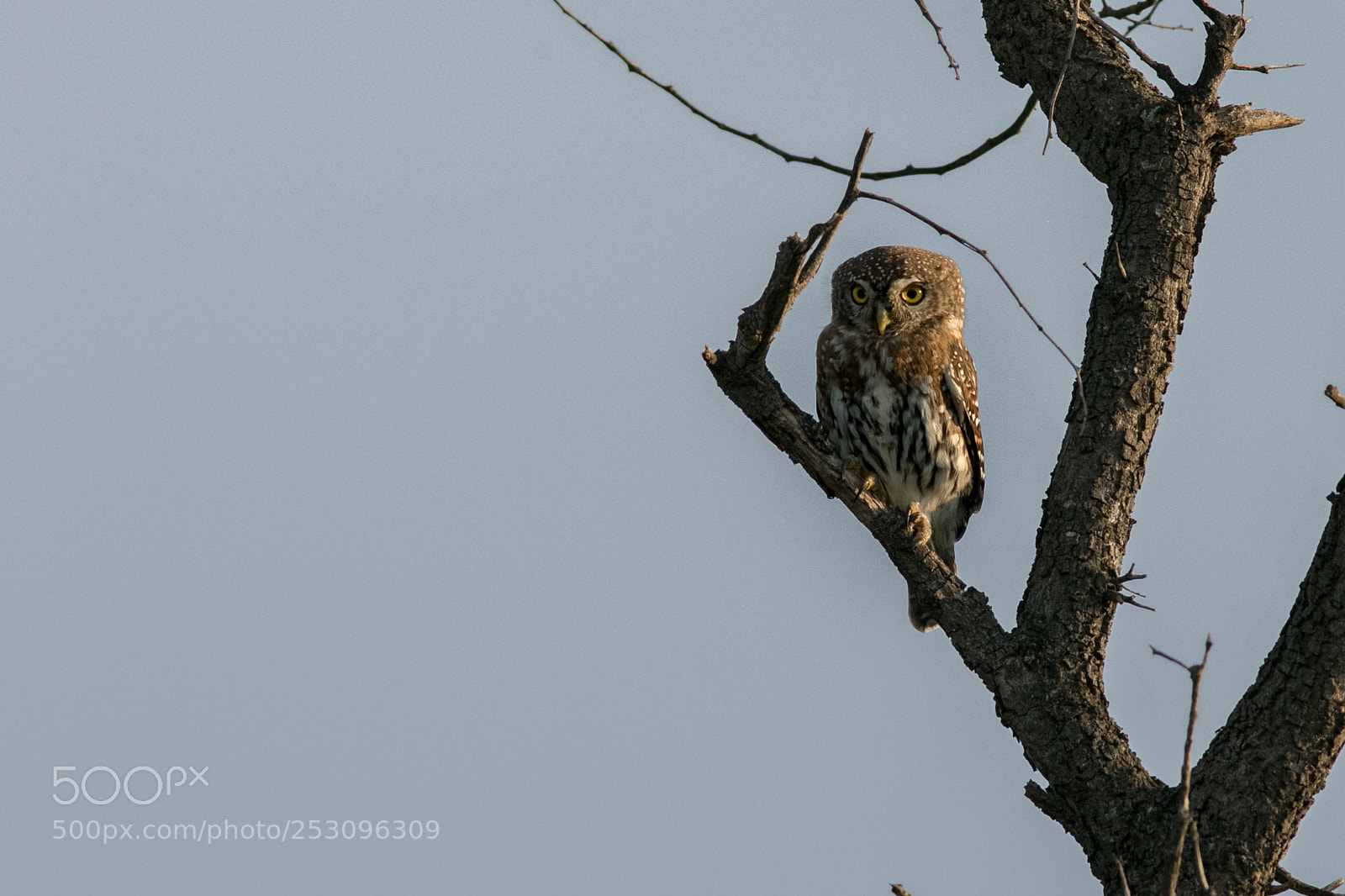 Canon EOS 7D Mark II sample photo. Petit-duc africain photography
