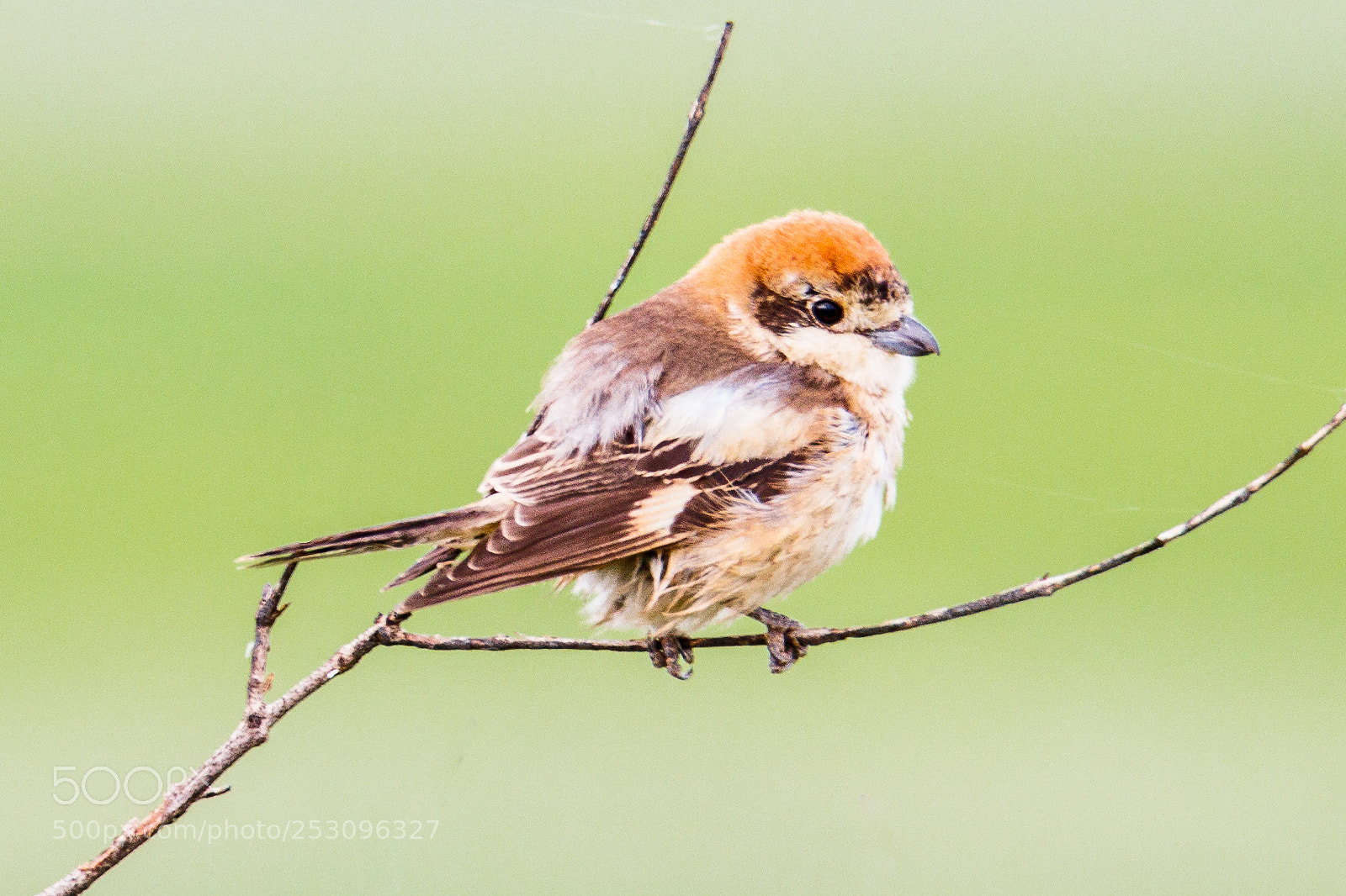 Canon EOS 80D sample photo. Woodchat shrike photography