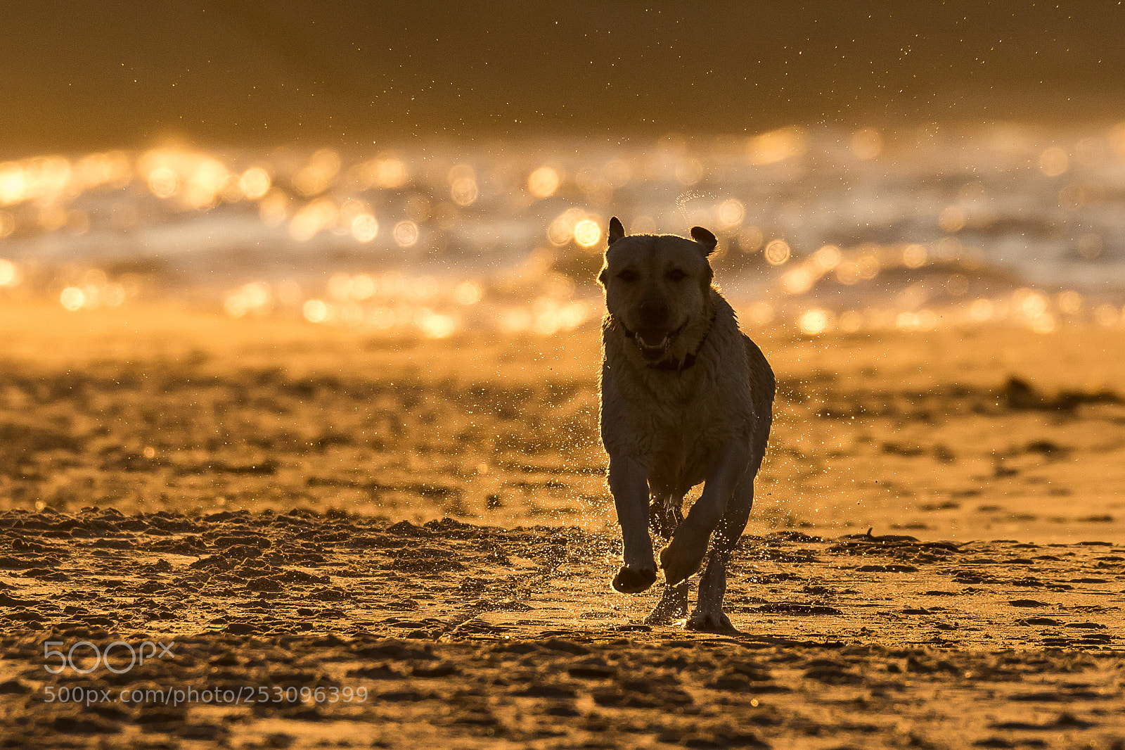 Canon EOS 7D Mark II sample photo. Run! photography