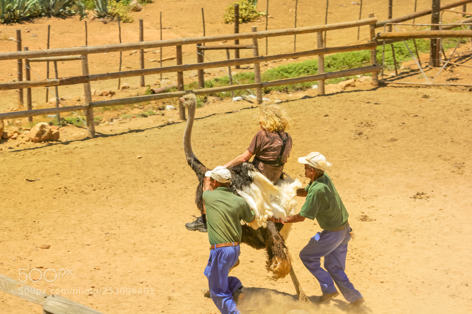 Canon EOS 550D (EOS Rebel T2i / EOS Kiss X4) sample photo. Riding ostriches oudtshoorn photography