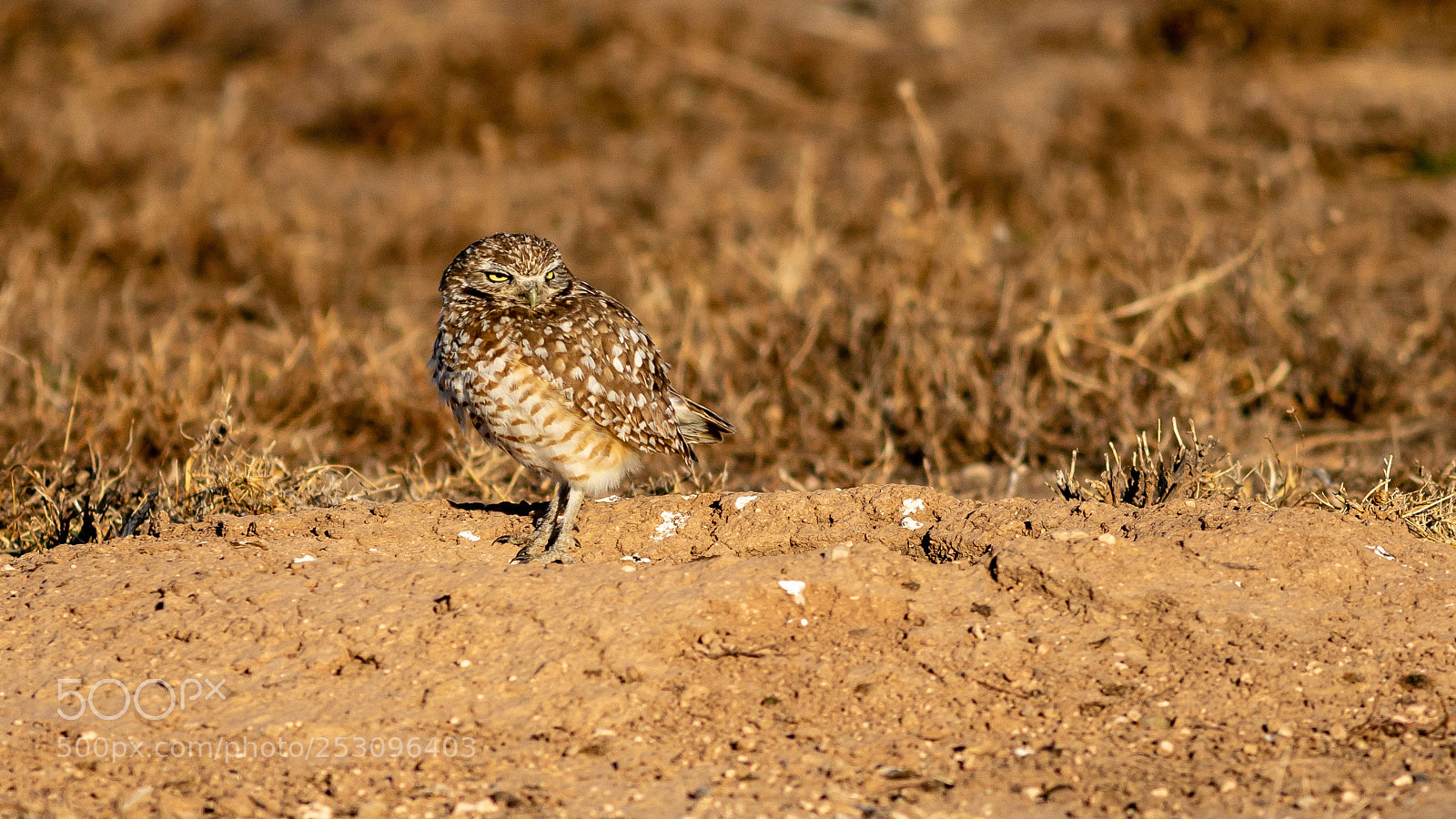 Canon EOS 7D Mark II sample photo. The stare photography