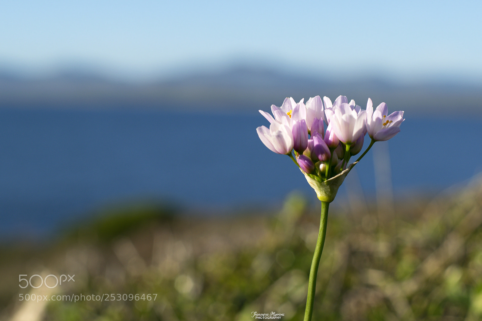 Nikon D5300 sample photo. Allium triquetrum photography