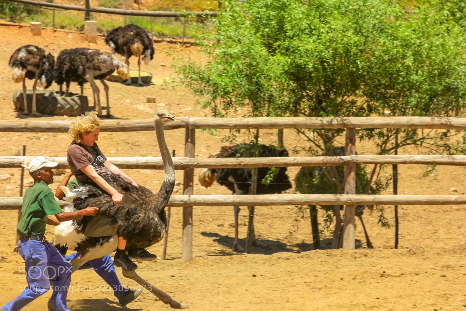 Canon EOS 550D (EOS Rebel T2i / EOS Kiss X4) sample photo. Riding ostriches oudtshoorn photography