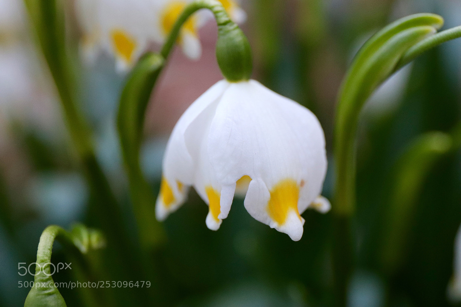 Canon EOS 77D (EOS 9000D / EOS 770D) sample photo. Dorothea lily - big photography