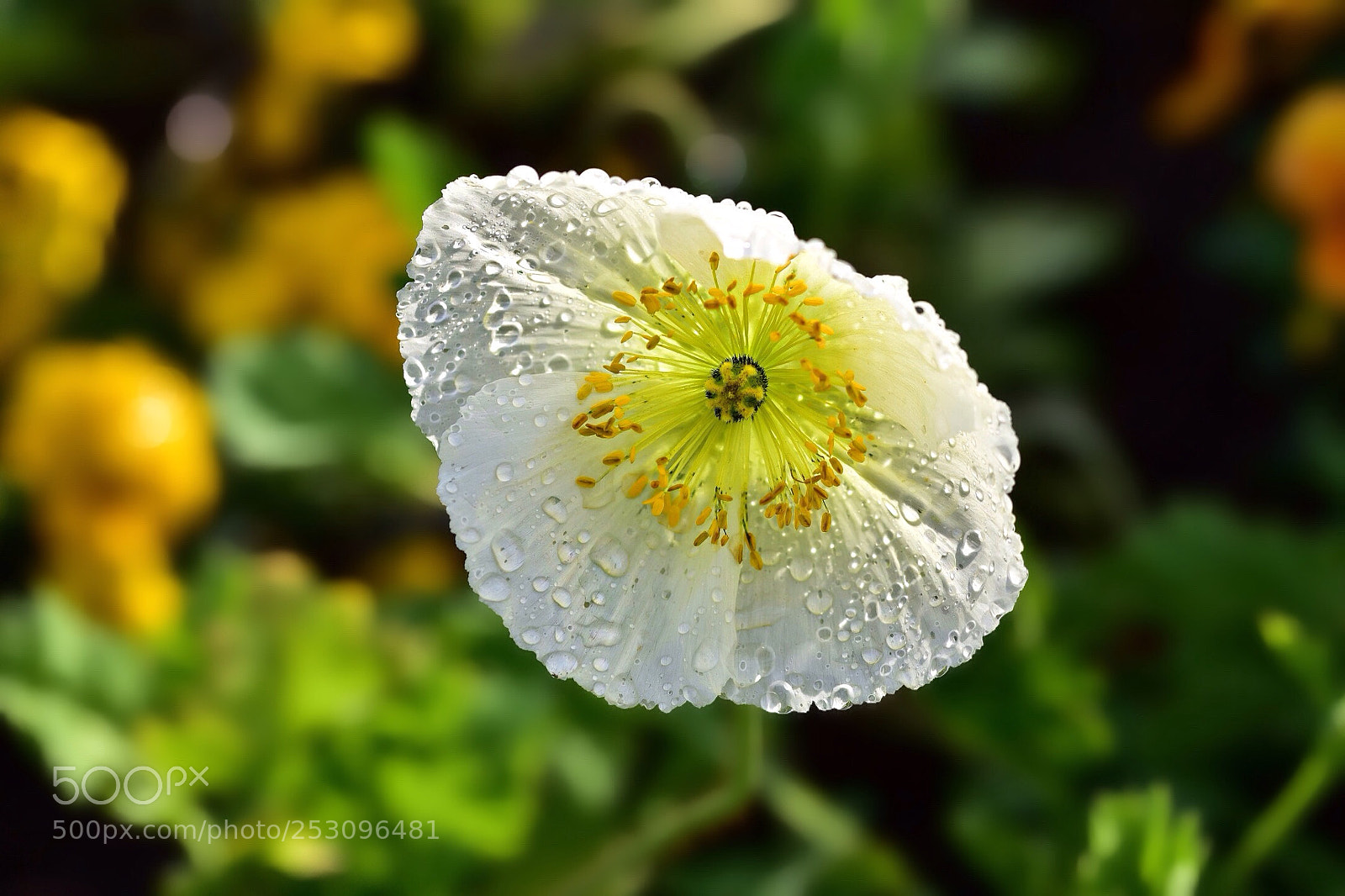 Nikon D7200 sample photo. Poppy photography