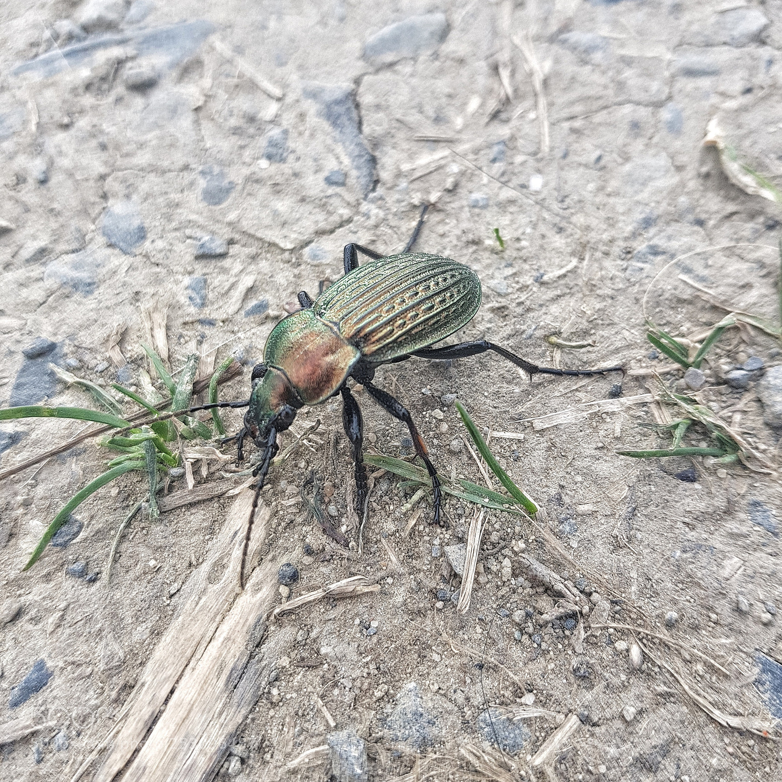 Samsung Galaxy S8 sample photo. There is a bug photography