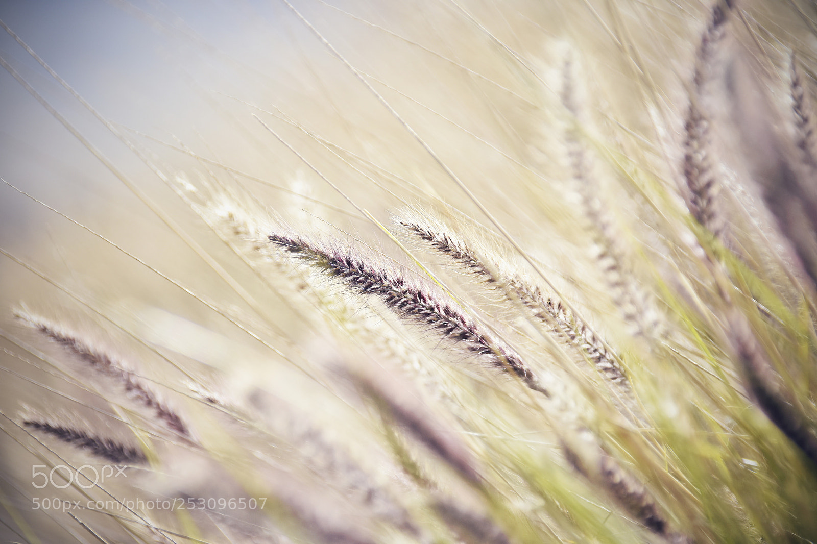 Nikon D7200 sample photo. Processing spring photography