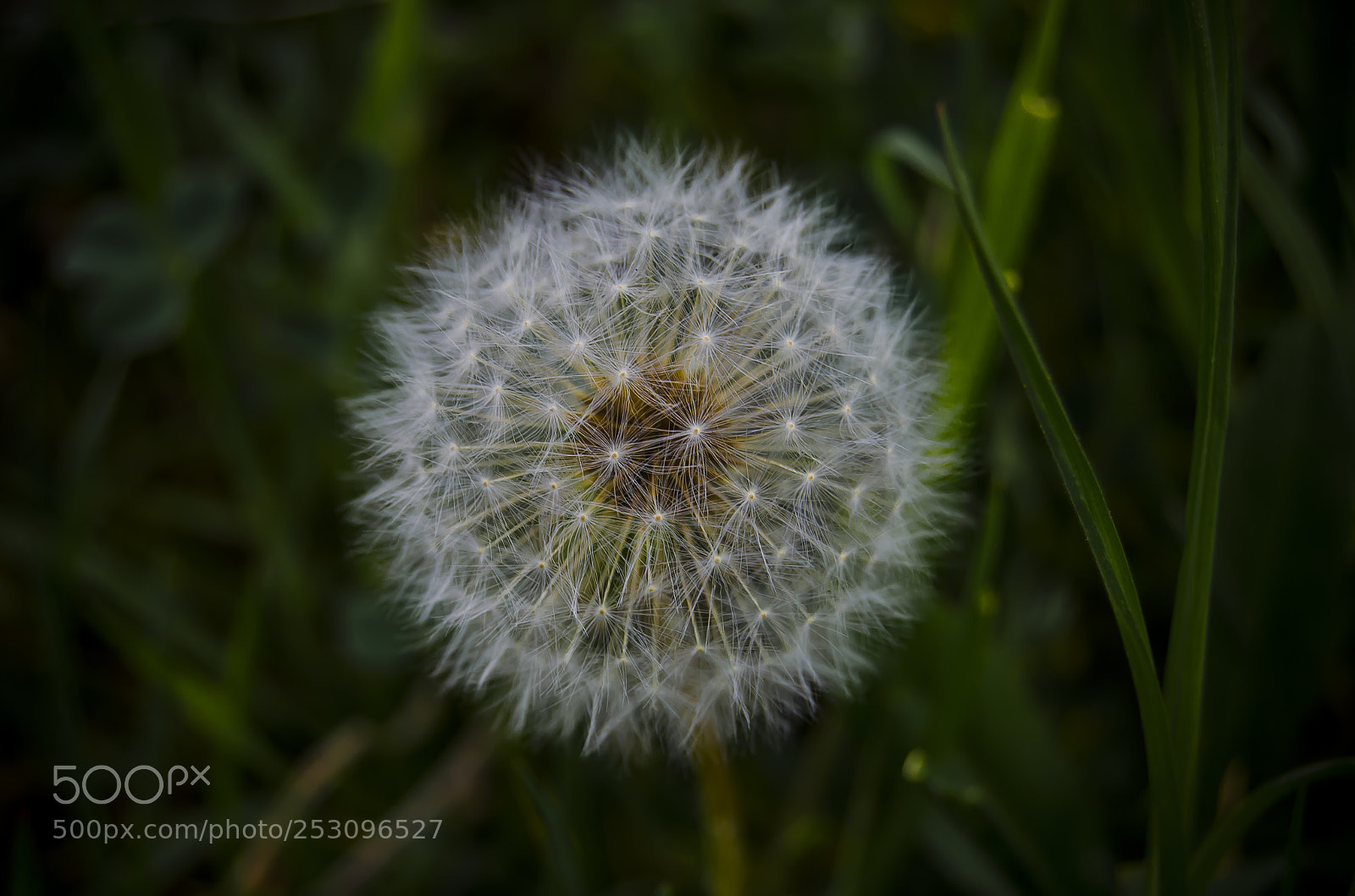 Nikon D5100 sample photo. Untitled photography