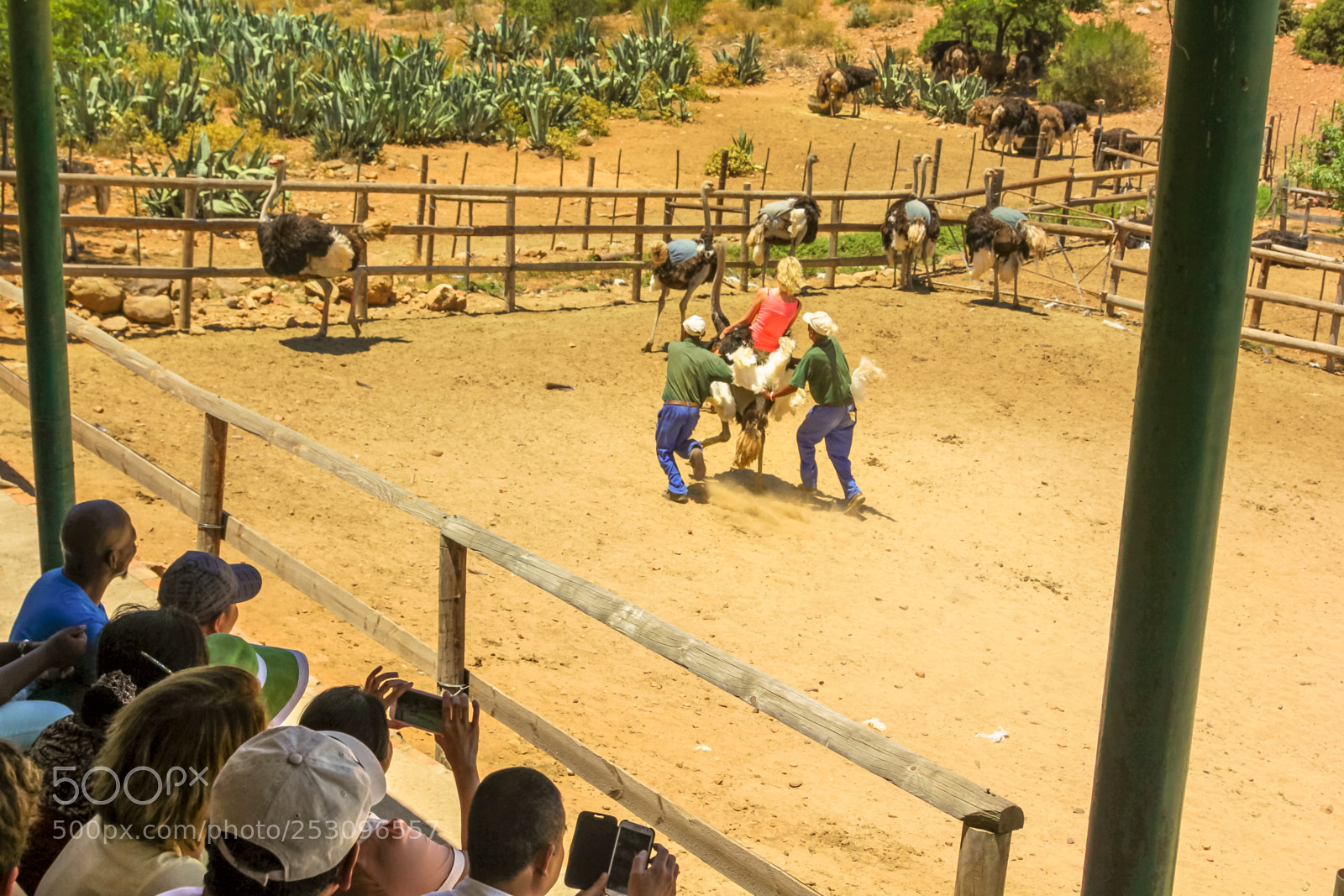 Canon EOS 550D (EOS Rebel T2i / EOS Kiss X4) sample photo. Woman riding ostrich photography