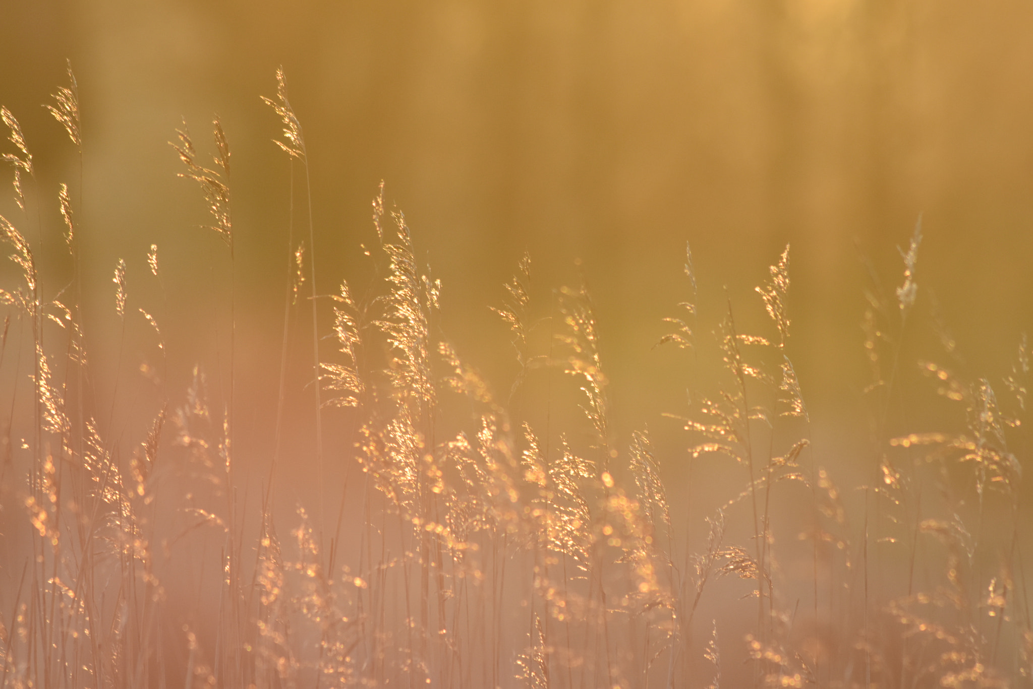 Nikon D7200 + Nikkor 500mm f/4 P ED IF sample photo. Cold foggy morning iv photography