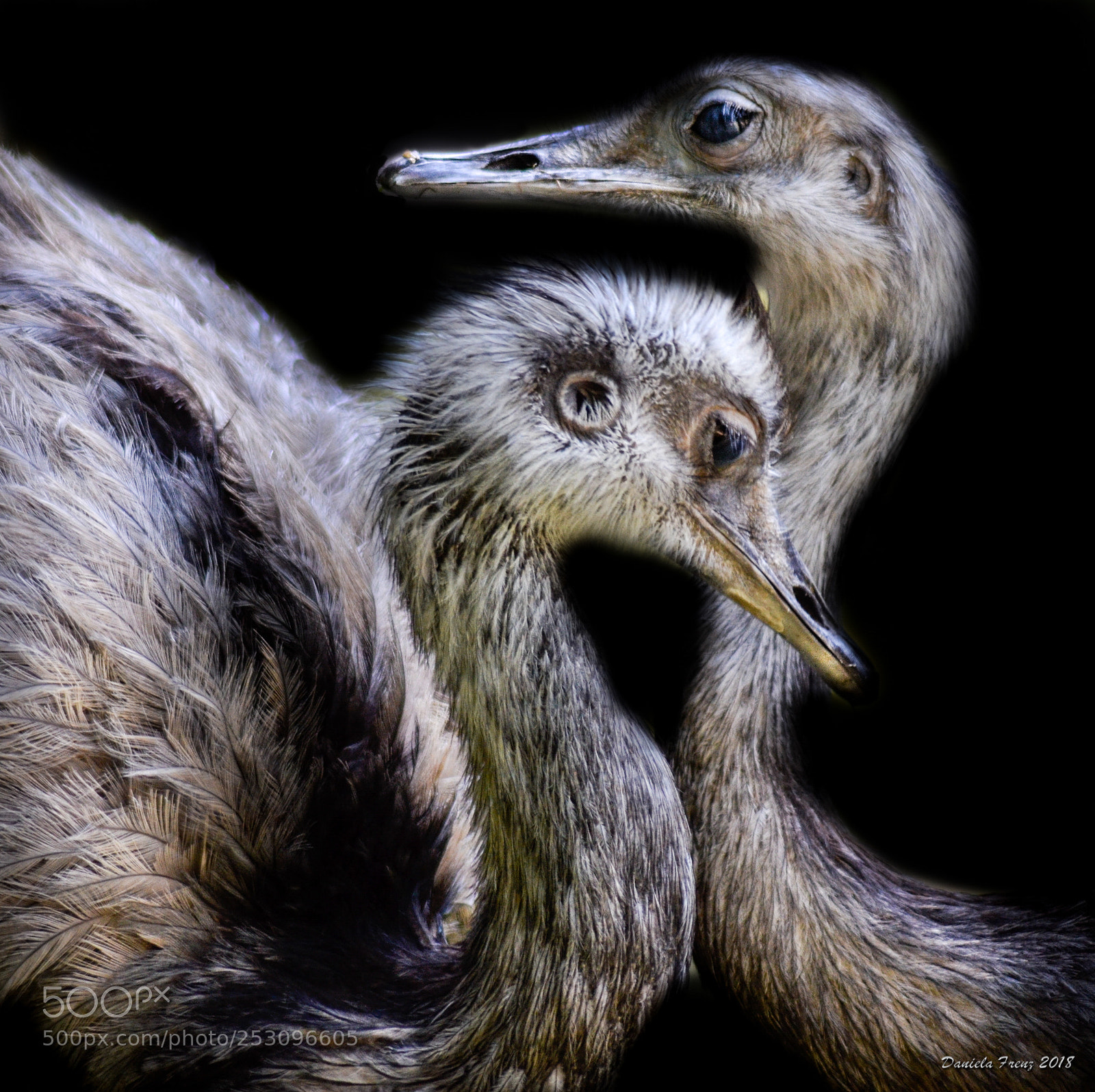 Nikon D5100 sample photo. Liebende emus photography