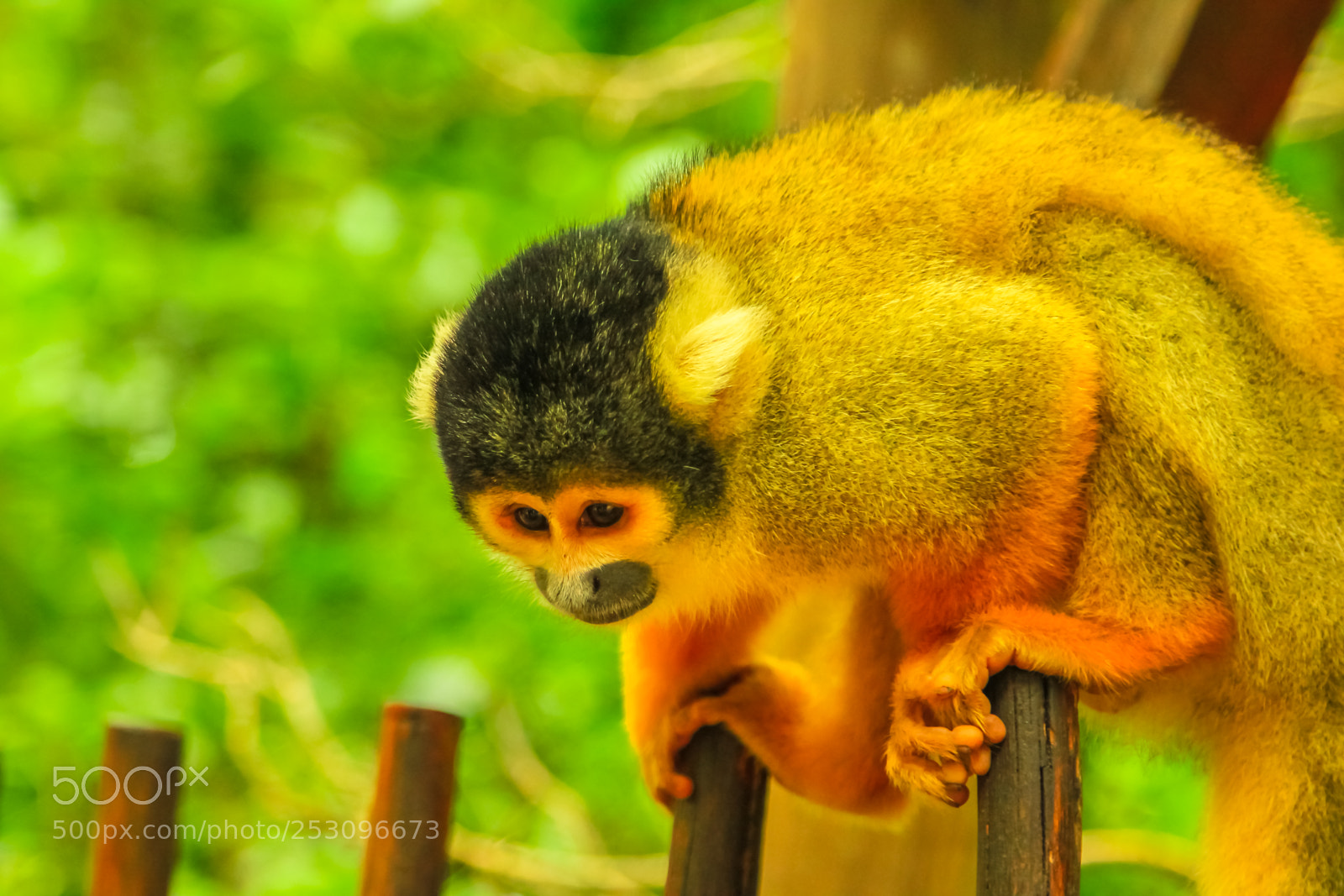 Canon EOS 550D (EOS Rebel T2i / EOS Kiss X4) sample photo. Bolivian squirrel monkey photography